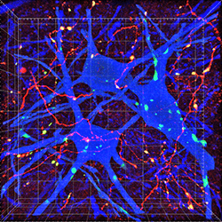 A microscopic image showing a mouse spinal cord.
